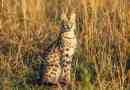 Съдържание на serval у дома - какво да търсите?